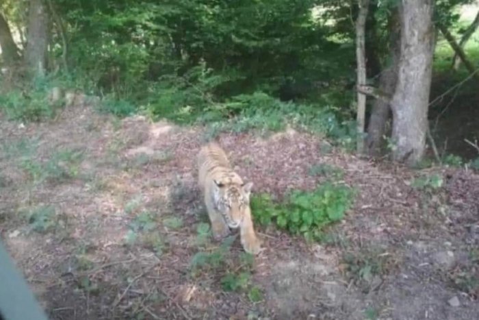 TYGRYS przechodzi przez kilka wiosek, uciekł z zoo na Ukrainie