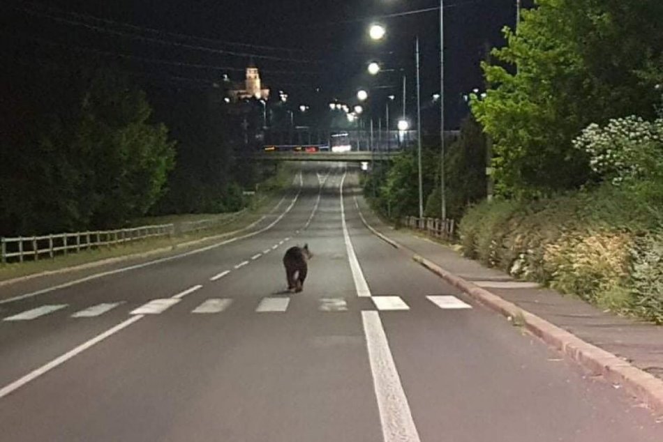 Ilustračný obrázok k článku KURIOZITA DŇA: Nočná prechádzka aj „nákupy“. Návštevy medveďov pokračujú!