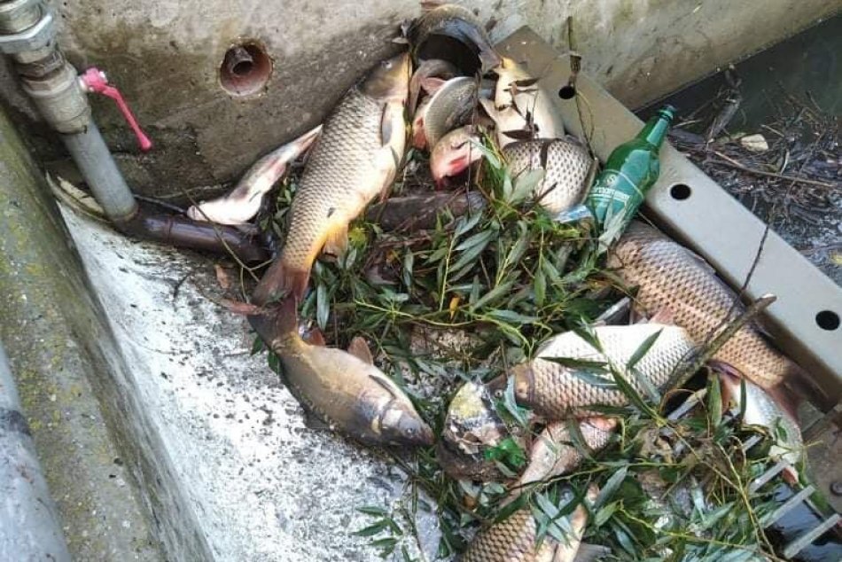 Ilustračný obrázok k článku Ekologická katastrofa pri Žiari: Masívny úhyn v Hrone zasiahol všetky druhy rýb