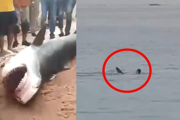 Ilustračný obrázok k článku VIDEO odchytu žraloka ZABIJAKA v Hurghade: Čo je za jeho abnormálnym správaním?
